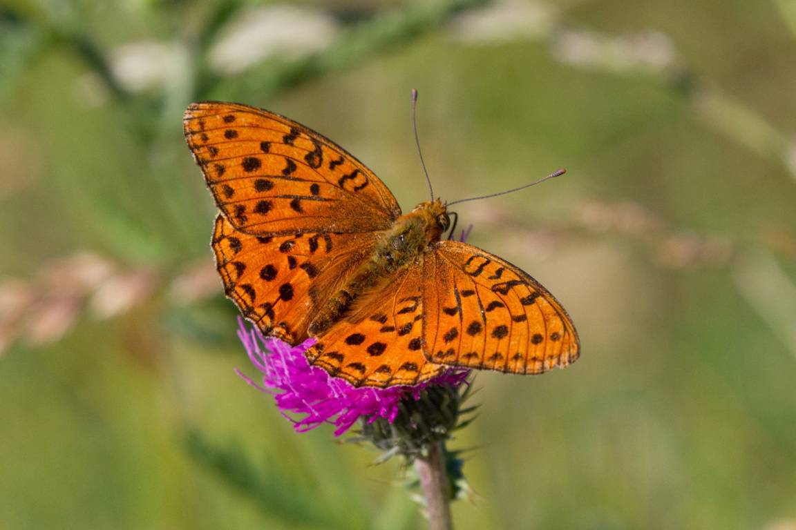 Argynnis da determinare - Argynnis (Fabriciana) adippe